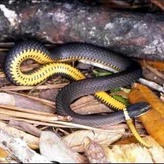 thumbnail for publication: "Black Snakes": Identification and Ecology